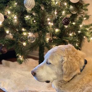 Meet your Posher, Harlie